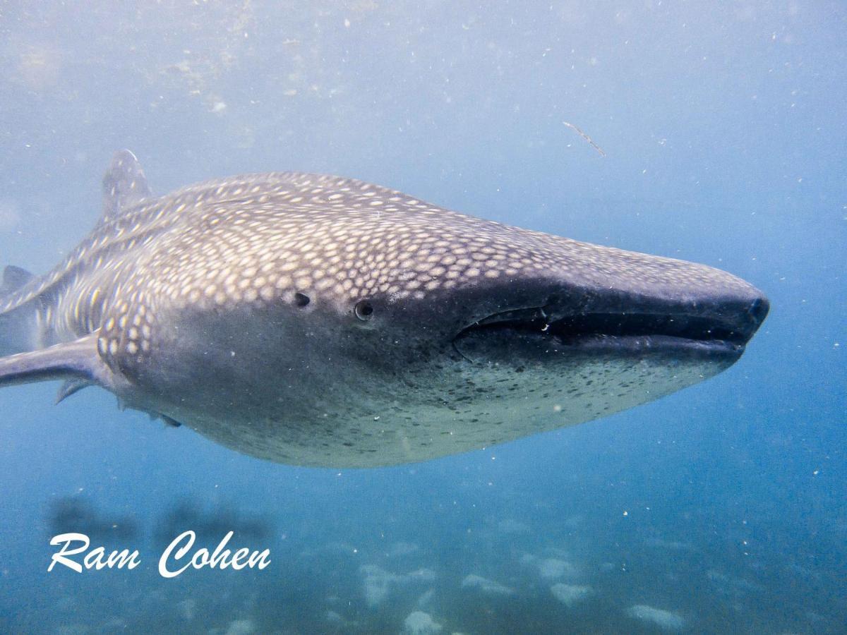 Zamboanguita  Lavanya Beach And Dive Resort מראה חיצוני תמונה