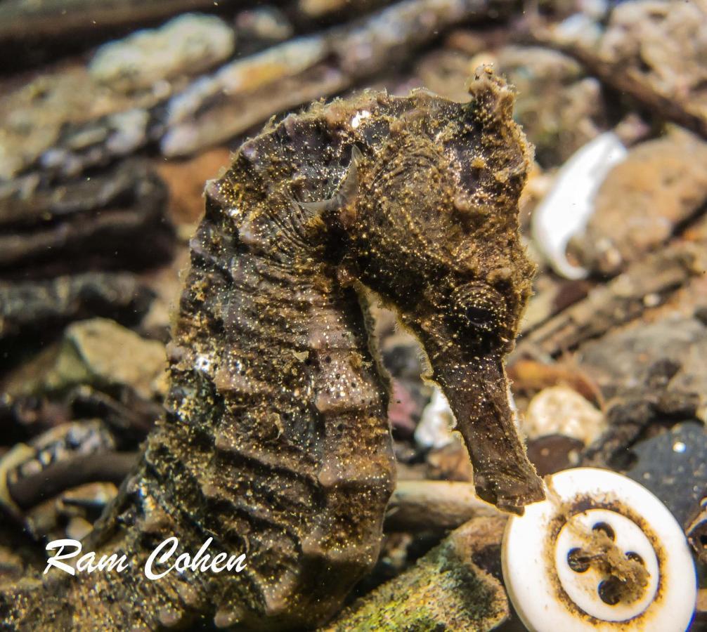 Zamboanguita  Lavanya Beach And Dive Resort מראה חיצוני תמונה