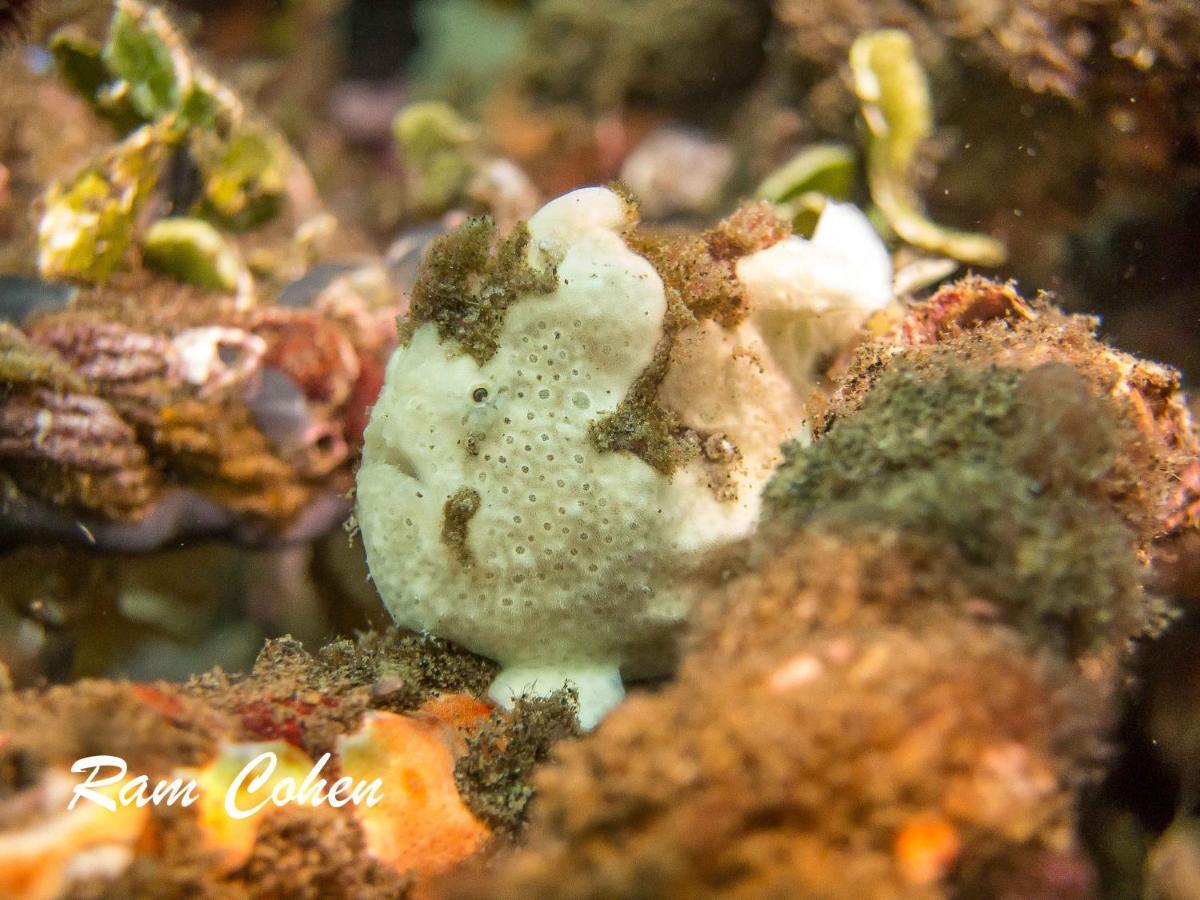Zamboanguita  Lavanya Beach And Dive Resort מראה חיצוני תמונה